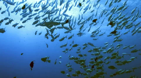 UltraHD uw shot of grey reef shark and big school of big eye jacks, Palau Stock Footage 47139150