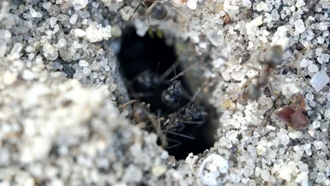 Ultramacro of tiny access of ant burrow between joints of patio stones 스톡 동영상 158037489