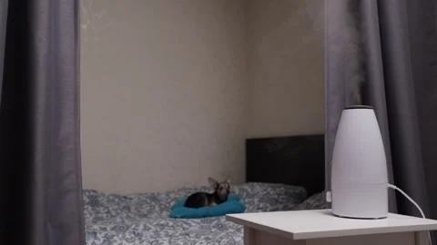 Ultrasonic diffuser on the table, air humidifier in the bedroom, cute littl.. Stock Footage 265678016