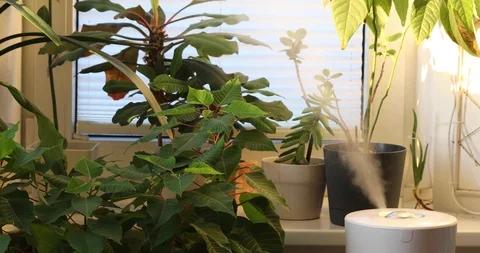 Ultrasonic humidifier Stock-Footage 100043418