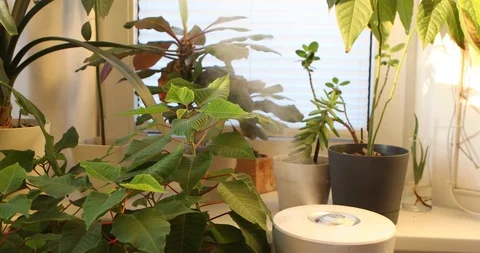 Ultrasonic humidifier Stock-Footage 100043433