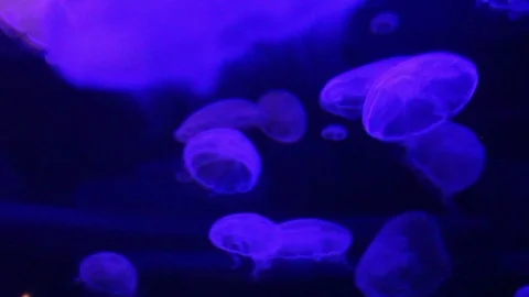 Ultraviolet Jellyfish 2 Stock Footage 75038652
