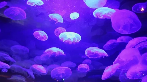 Ultraviolet Jellyfish Stock Footage 75020716