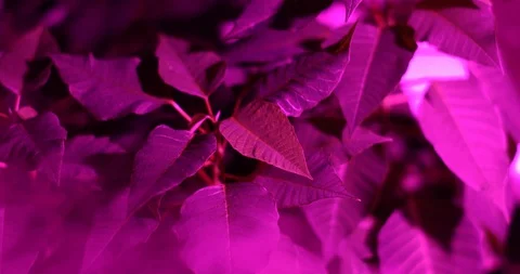 Ultraviolet led lamp Stock-Footage 100043432