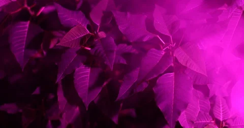 Ultraviolet led lamp Stock-Footage 100043441