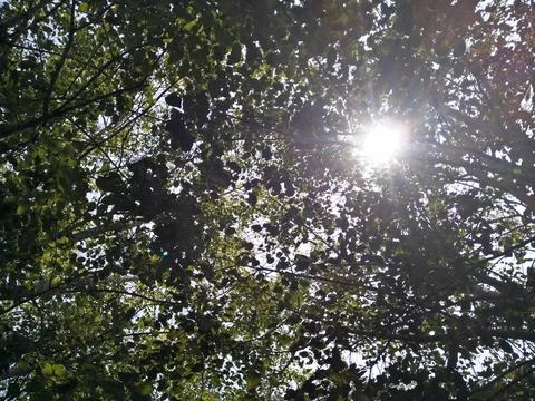 Ultraviolet rays between the leaves Stock Photos