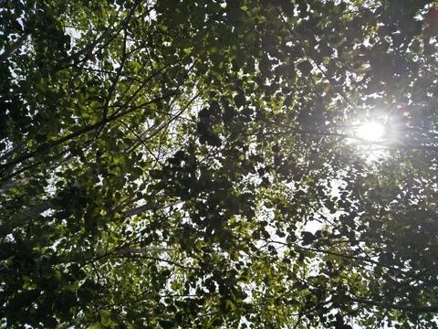 Ultraviolet rays between the leaves Stock Photos
