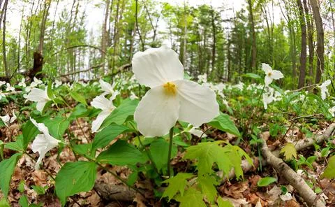 Ultrawide Angle Close Up of A Great White Trillium Patch in the Woods in Spring Stock Photos