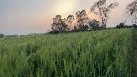 Ultrawide angle landscape of a vast green wheat field at sunset Видео 328398568