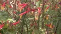 ultro slow mo honey bee polinating mexican firecracker plantsx HD Footage