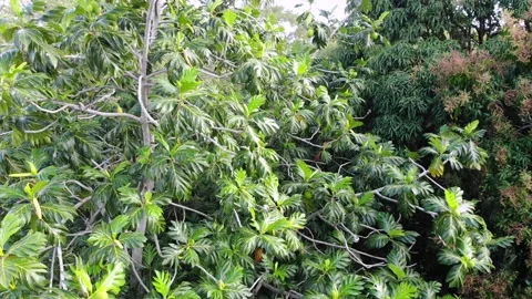 Ulu or bread fruit tree in the canopy of a Hawaiian jungle Video stock 252915909