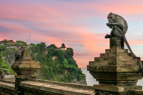 Uluwatu monkey perched on the ledge overlooking the temple on the cliff side Stock Photos
