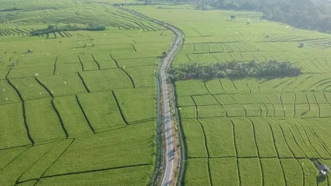 Uma Desa Ricefield Stock-Footage 181778273