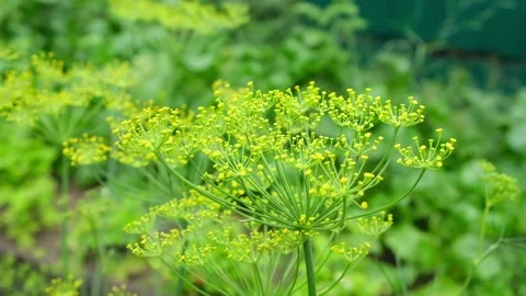 Umbel dill develops in wind. Ripe green dill develops in the wind at the end of Stock Footage 231000433