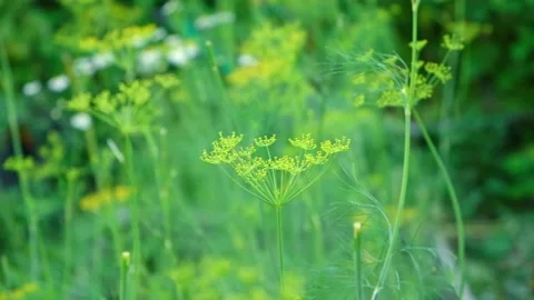 Umbel dill develops in wind. Ripe green dill develops in the wind at the end of Stock Footage 231000502