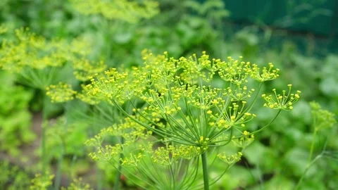 Umbel dill develops in wind. Ripe green dill develops in the wind at the end of Stock Footage 231518613