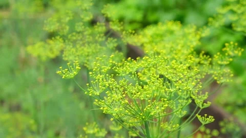 Umbel dill develops in wind. Ripe green dill develops in the wind at the end of Stock Footage 233008750