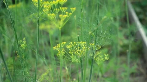 Umbel dill develops in wind. Ripe green dill develops in the wind at the end of Stock Footage 233470383