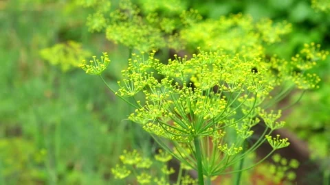 Umbel dill develops in wind. Ripe green dill develops in the wind at the end of Stock Footage 233847384