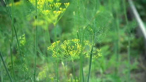 Umbel dill develops in wind. Ripe green dill develops in the wind at the end of Stock Footage 234166859