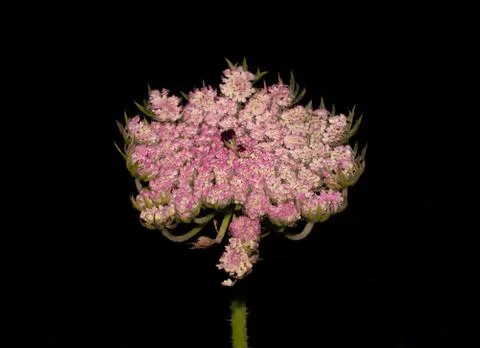 Umbel inflorescence with pink and white flowers Stock Photos