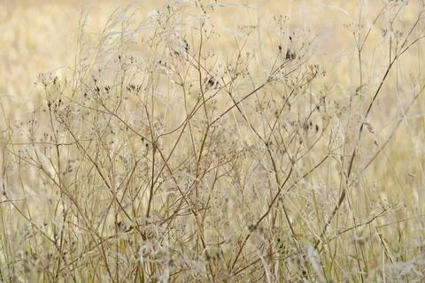 Umbellifer (Apiaceae) with fruiting stems and true grass (Poaceae), North Stock Photos