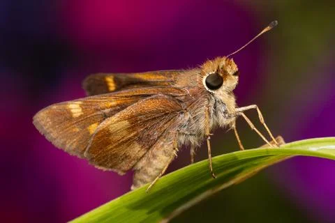 Umber Skipper Butterfly Stock Photos