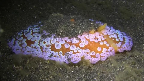 Umbraculum umbraculum is Umbrella shell in Lembeh strait Indonesia. Stock Footage 79358837