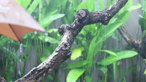 Umbrella and tree under rain. Slow motion. Stock Footage 158081061