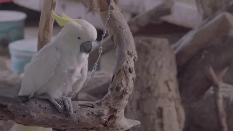 Umbrella Cockatoo Opening Yellow Crest While Perching 4K Video stock 335587553
