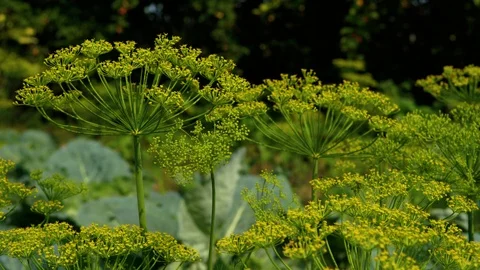 Umbrella dill in the garden Stock Footage 114710162