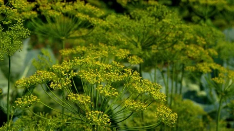 Umbrella dill in the garden Stock Footage 114710163