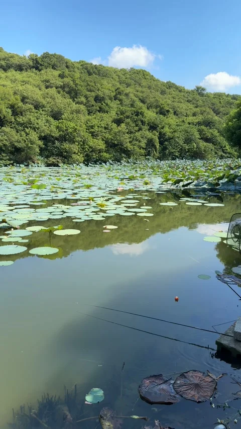 Umbrella Fish Trap Set Beside a Lotus Pond and Mountain Video stock 342596172