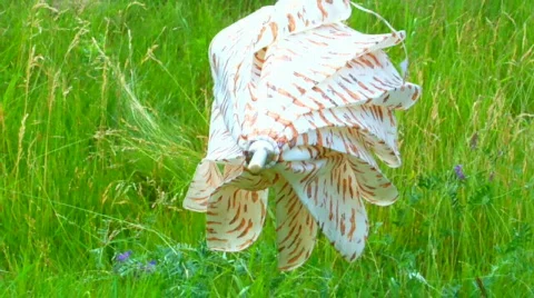 Umbrella 스톡 동영상 473903