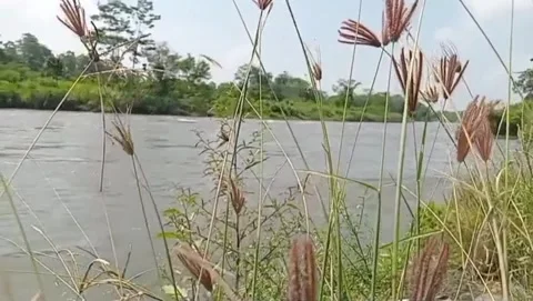 Umbrella grass dancing in the serene nature. 库存影片 333495342