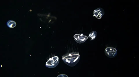Umbrella Jellyfish Stock Footage 31052687