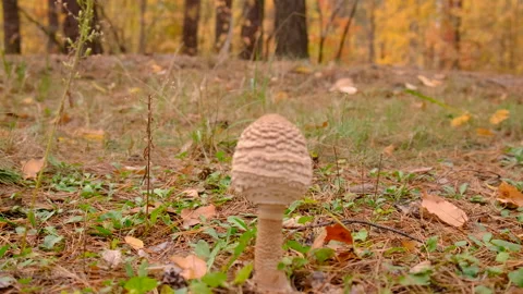 Umbrella mushrooms in the forest. Selective focus. Stock Footage 291677868