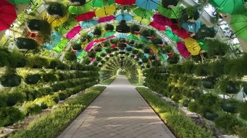 Umbrella Path 4k Stock Footage 211395900