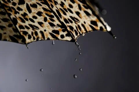 Umbrella. Stock Photos