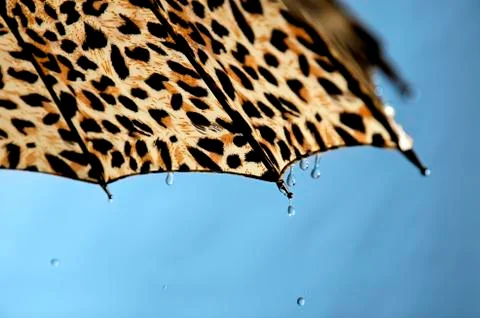 Umbrella. Stock Photos