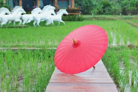 Umbrella Stock Photos