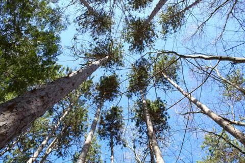 Umbrella Stock Photos