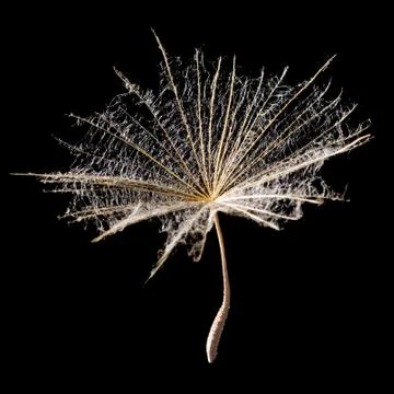 Umbrella. Stock Photos