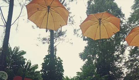 Umbrella Stock Photos