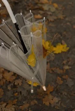 Umbrella Stock Photos