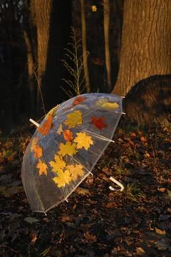 Umbrella Stock Photos