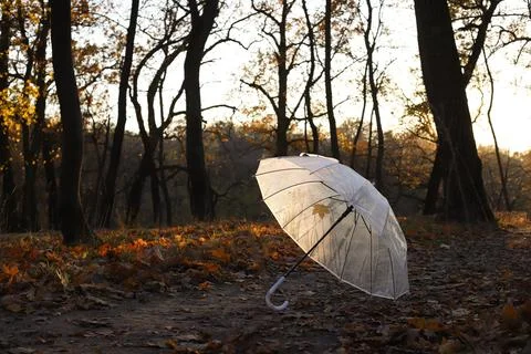 Umbrella Stock Photos