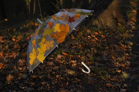 Umbrella Stock Photos
