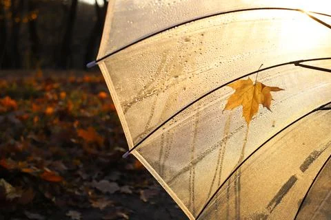 Umbrella Stock Photos