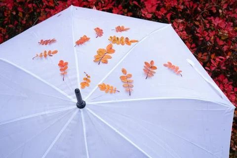 Umbrella Stock Photos